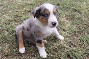Aston - Australian Shepherd for sale
