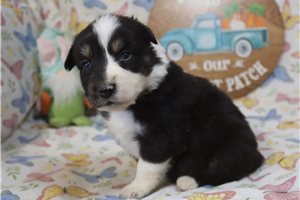 Luna - Australian Shepherd for sale