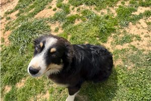 Luigi - Australian Shepherd for sale