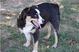 Kenny - Australian Shepherd for sale