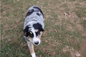 Astro - Australian Shepherd for sale