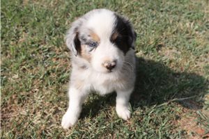 Ashe - Australian Shepherd for sale