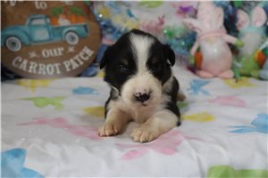 Kraven - Australian Shepherd for sale
