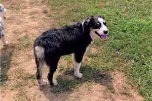 Isaac - Australian Shepherd for sale