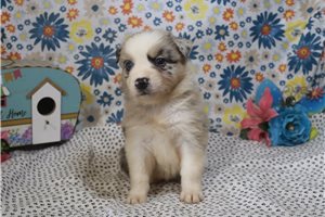 Jazzy - Australian Shepherd for sale