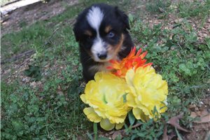 Mack - Australian Shepherd for sale