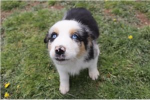 Scout - Australian Shepherd for sale