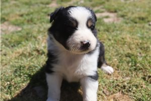 Paige - Australian Shepherd for sale