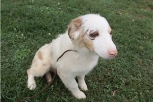 Pheobe - Australian Shepherd for sale