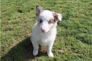 Pheobe - Australian Shepherd for sale