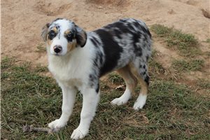 Elvira - Australian Shepherd for sale