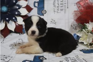 Josie - Australian Shepherd for sale