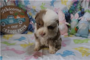 Landon - Australian Shepherd for sale