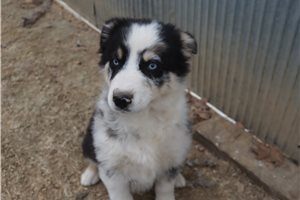 Luca - puppy for sale
