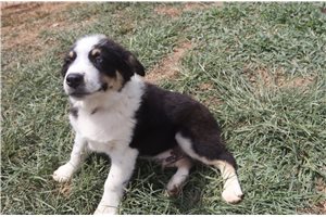 Julian - Australian Shepherd for sale
