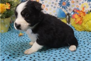 Smokey - Australian Shepherd for sale
