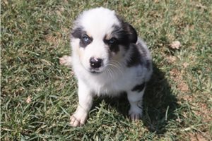 Elsie - Australian Shepherd for sale