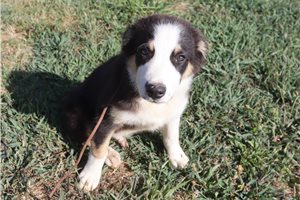 Johnny - Australian Shepherd for sale
