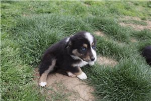 Luna - Australian Shepherd for sale