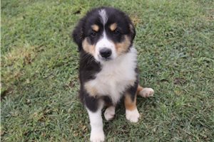 Maggie - Australian Shepherd for sale