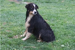 Luiz - Australian Shepherd for sale