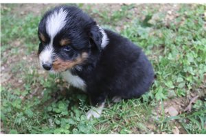 Mack - Australian Shepherd for sale
