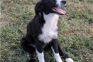 Heather - Australian Shepherd for sale