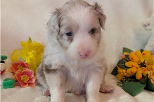 Holden - Australian Shepherd for sale