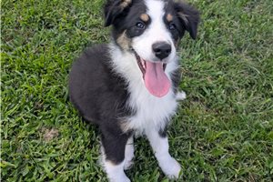 Hugo - Australian Shepherd for sale