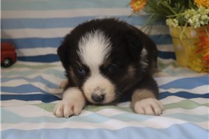 Kenny - Australian Shepherd for sale