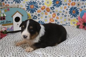 Maggie - puppy for sale