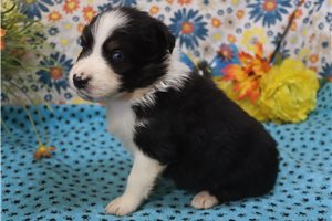Kraven - Australian Shepherd for sale