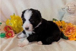 Hugo - Australian Shepherd for sale