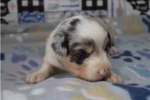 Elvira - puppy for sale