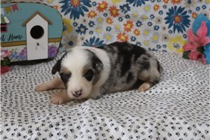 Moose - Australian Shepherd for sale
