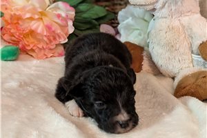 Herman - Australian Shepherd for sale