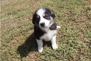 Jacqueline - Australian Shepherd for sale