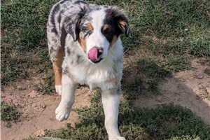 Ashe - Australian Shepherd for sale