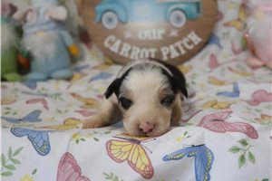 Scout - puppy for sale