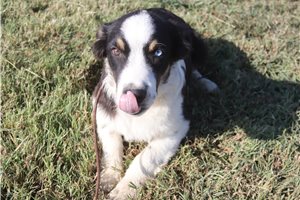 Julian - Australian Shepherd for sale