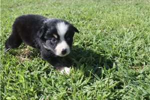 Jennifer - Australian Shepherd for sale