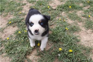 Mirren - Australian Shepherd for sale
