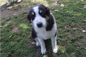 Paige - Australian Shepherd for sale
