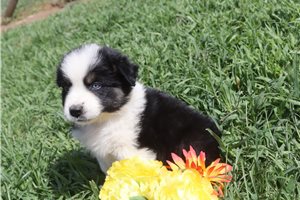 Julian - Australian Shepherd for sale