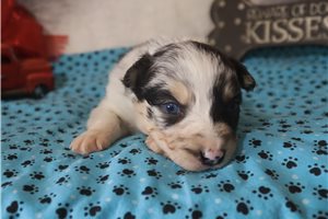Katie - Australian Shepherd for sale