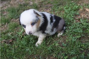 Meredith - Australian Shepherd for sale