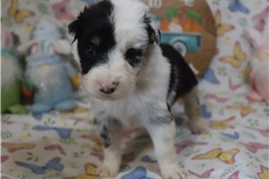Lincoln - puppy for sale