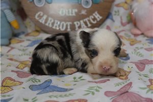 Crystal - puppy for sale