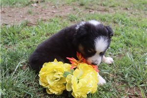 Kenny - Australian Shepherd for sale