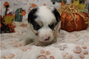 Sarge - Australian Shepherd for sale